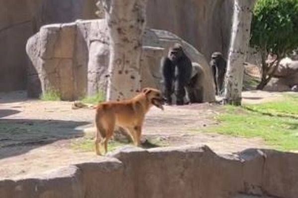 アメリカの動物園で、1匹の犬がゴリラの敷地に入り込む