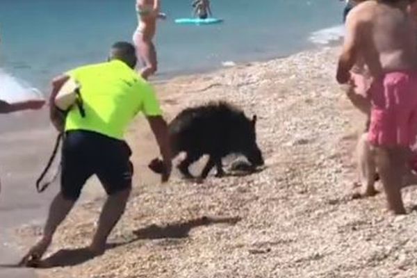 スペインのビーチにイノシシが出現、海から現れ、女性が噛まれる