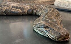 フロリダ州で巨大なニシキヘビを捕獲、消化器官に大人のシカの蹄