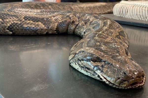フロリダ州で巨大なニシキヘビを捕獲、消化器官に大人のシカの蹄