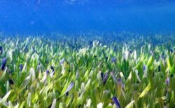 豪の海草が巨大な植物だったと判明、1つの種子から4500年かけて広がった可能性