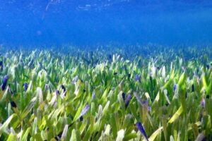 豪の海草が巨大な植物だったと判明、1つの種子から4500年かけて広がった可能性