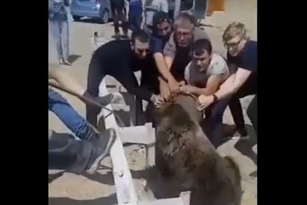 ガソリン缶に頭がはまった子熊を目撃、人々が危険を冒して救助