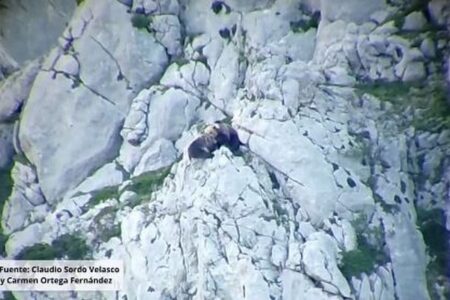 オスのクマがメスを襲い、崖の上から2頭とも転落【衝撃映像】