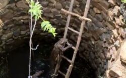 インドで井戸に落ちたヒョウ、人間が下ろした梯子を理解し、脱出に成功