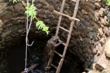 インドで井戸に落ちたヒョウ、人間が下ろした梯子を理解し、脱出に成功