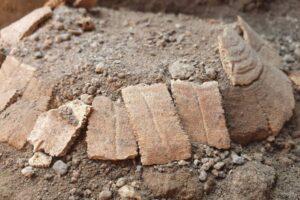ポンペイの遺跡から、妊娠したカメの亡骸と卵を発見
