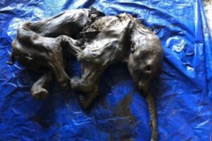 【カナダ】凍ったマンモスの赤ちゃん、ほぼ完全な状態で発見
