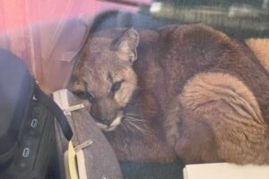 米の高校にマウンテンライオンが侵入、管理人が教室に閉じ込め捕獲