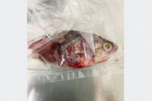 漁をしていた男性の口に魚が入り、喉と鼻の間に挟まってしまう【タイ】