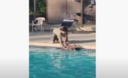 プールで男性が救助した動物、とっても可愛い子鹿だった！