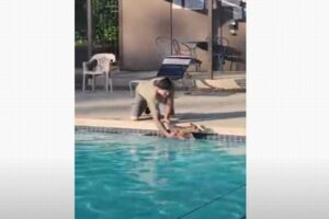 プールで男性が救助した動物、とっても可愛い子鹿だった！