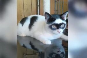 まるで怪傑ゾロ！目の周りが黒い模様の子猫が話題に