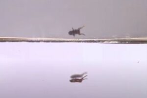 ジャンプはできるが、着地が下手なカエルが存在していた！その原因とは？