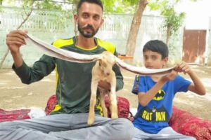 耳の長さが48センチもある子ヤギ、パキスタンで生まれ話題に