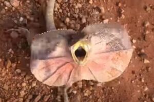 豪で人間を威嚇するエリマキトカゲが、かなりしつこかった！