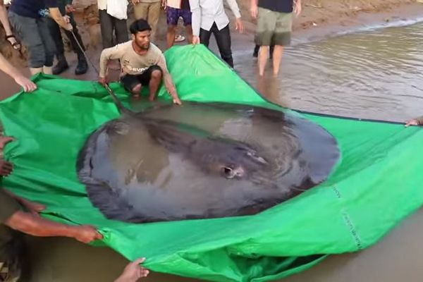 カンボジアのメコン川で巨大なエイを捕獲、世界最大の淡水魚の記録を抜く【動画】