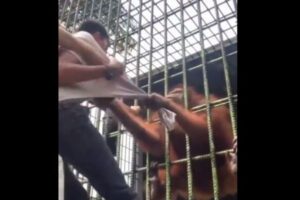 動物園で柵を越え、オランウータンの檻に近づいた男性、後悔することに