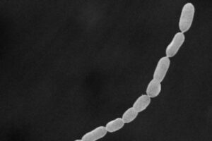 長さ2cmもある巨大なバクテリア、カリブ海のマングローブに存在していた