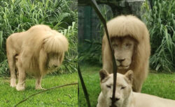 たてがみがストレートボブのライオン、中国の動物園に