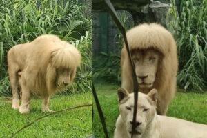 たてがみがストレートボブのライオン、中国の動物園に