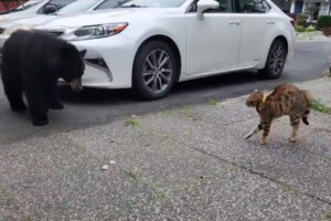 熊を威嚇して追い払った猫、もはや怖いものなし【動画】