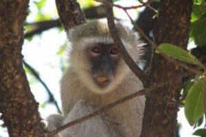 アフリカでサルが生後1カ月の子供を誘拐、赤ちゃんはケガを負い死亡