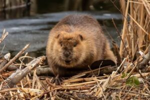 カナダで8時間に及ぶ大規模な停電、犯人はビーバーだった！