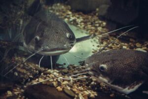 ナマズに胸を刺された子供、呼吸困難に陥り救急搬送【アメリカ】