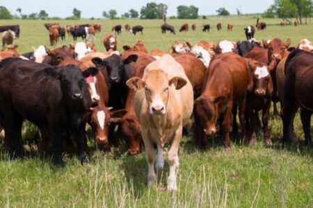 【アメリカ】カンザス州で熱波により2000頭の牛が大量死、急激な気温変化などが原因