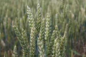 ウクライナにある「種子バンク」が危機に直面、ロシア軍の攻撃により