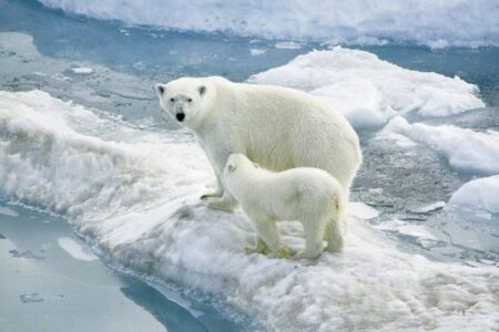 海氷が減少しても、一部のホッキョクグマが環境に適応していた
