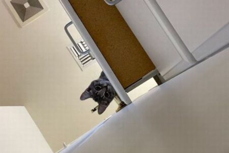 ネコたちが協力して飼い主にいたずら、トイレのドアが開かないよう画策
