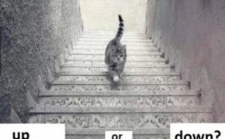 ネコは階段を上っている？下りている？混乱する写真がネットに再浮上