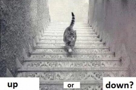 ネコは階段を上っている？下りている？混乱する写真がネットに再浮上