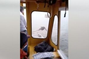 スクールボートに乗った子供たちが川で溺れかけたネコを発見、船長が保護