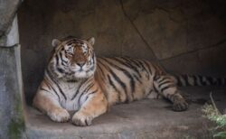 米動物園で飼育されていた14歳のトラ、新型コロナにより死亡