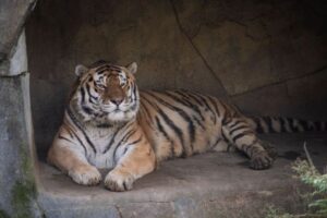 米動物園で飼育されていた14歳のトラ、新型コロナにより死亡