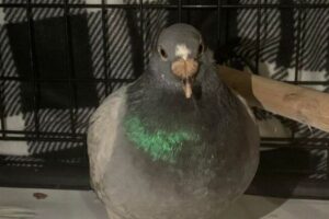 英で飼われていたハトが迷子になり、大西洋を越えてアメリカで発見される