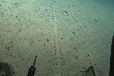 大西洋の海底に人間が作ったような穴の列、科学者の投稿にユーザーが反応