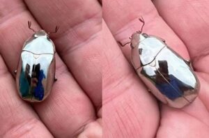 「美しすぎて虫とは思えない…」コスタリカの男性が銀色の昆虫に遭遇