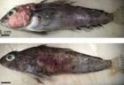 南極の魚に寄生虫による病気が蔓延、腫瘍ができるケースが増加