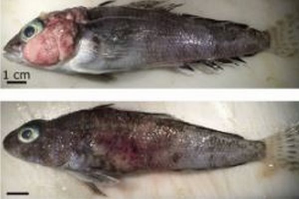 南極の魚に寄生虫による病気が蔓延、腫瘍ができるケースが増加