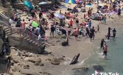 米のビーチに2頭のアシカが現れ、逃げる人々を追い回す【動画】