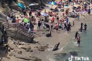 米のビーチに2頭のアシカが現れ、逃げる人々を追い回す【動画】