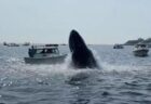 米沖合でクジラがジャンプし船に激突、船体が大きく傾く【動画】
