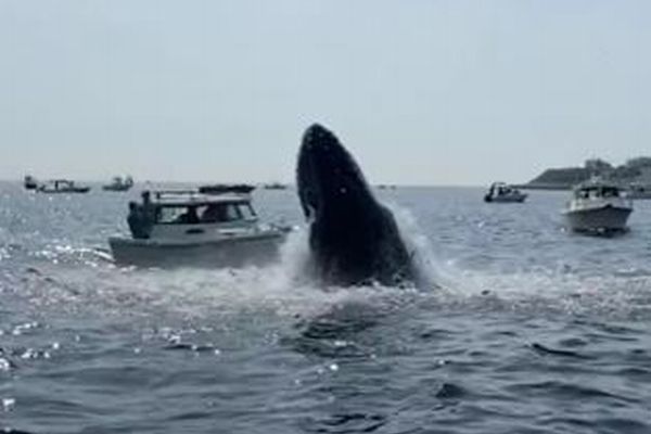 米沖合でクジラがジャンプし船に激突、船体が大きく傾く【動画】