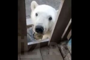 口から缶が取れなくなったホッキョクグマ、人に助けを求める
