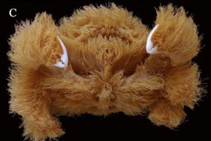 全身が毛むくじゃら！ぬいぐるみのようなカニをオーストラリアで発見