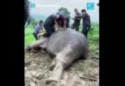 タイで獣医師らが母親のゾウに心臓マッサージ、蘇生させることに成功